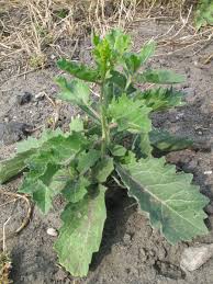 Attēlu rezultāti vaicājumam “Sisymbrium volgense”