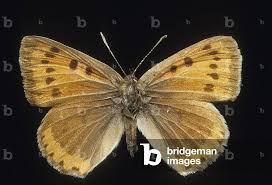 Attēlu rezultāti vaicājumam “Lycaena dispar”