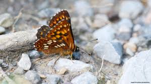 Attēlu rezultāti vaicājumam “Hamearis lucina”