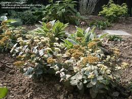 Attēlu rezultāti vaicājumam “Hylotelephium maximum”