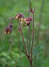 Attēlu rezultāti vaicājumam “Geum x intermedium flower”