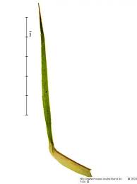 Attēlu rezultāti vaicājumam “Polytrichum commune var. perigoniale”