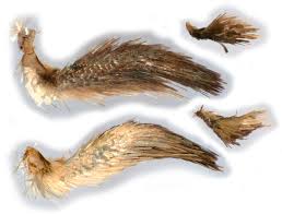 Attēlu rezultāti vaicājumam “Crambus silvella”