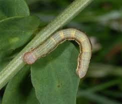 Attēlu rezultāti vaicājumam “Ematurga atomaria”