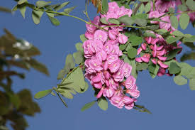 Attēlu rezultāti vaicājumam “Robinia”