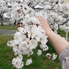 「香月さくら」の画像検索結果