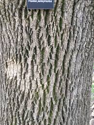 Attēlu rezultāti vaicājumam “Fraxinus pennsylvanica”