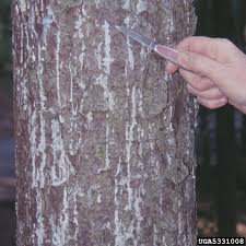 Attēlu rezultāti vaicājumam “Tetropium fuscum”