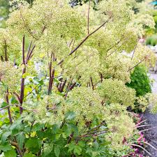 Image result for Angelica archangelica