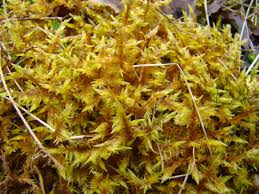 Attēlu rezultāti vaicājumam “Calliergonella cuspidata sporophyte”