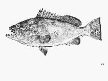 Image result for Hyporthodus niveatus