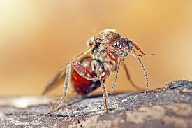 Attēlu rezultāti vaicājumam “Andricus foecundatrix”