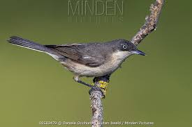 Image result for Sylvia hortensis