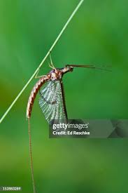 Attēlu rezultāti vaicājumam “Ephemera sp.”