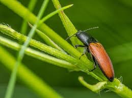 Attēlu rezultāti vaicājumam “Ampedus balteatus”