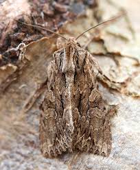 Attēlu rezultāti vaicājumam “Eurois occulta”