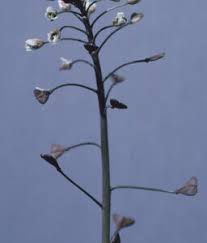 Attēlu rezultāti vaicājumam “Capsella bursa-pastoris bud”