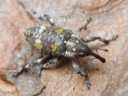 Attēlu rezultāti vaicājumam “Pissodes castaneus”