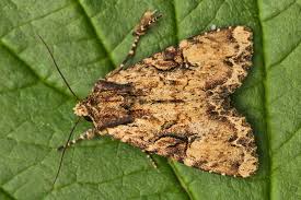 Attēlu rezultāti vaicājumam “Apamea epomidion”