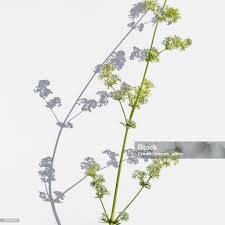 Attēlu rezultāti vaicājumam “Galium album flower”