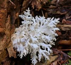 Attēlu rezultāti vaicājumam “Hericium coralloides”