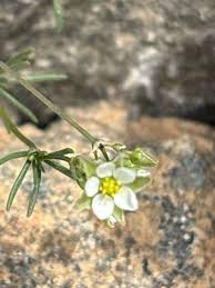 Attēlu rezultāti vaicājumam “Spergula morisonii”