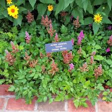 Attēlu rezultāti vaicājumam “Astilbe chinensis leaf”