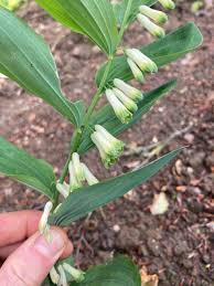 Attēlu rezultāti vaicājumam “Polygonatum multiflorum  leaf”