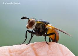 Attēlu rezultāti vaicājumam “Gymnosoma sp.”