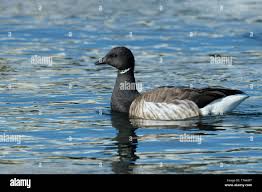 Attēlu rezultāti vaicājumam “Branta bernicla adult”