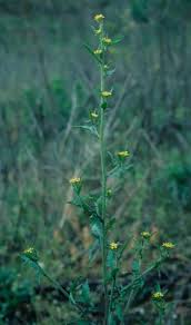Attēlu rezultāti vaicājumam “Sisymbrium loeselii leaf”