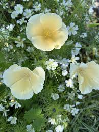 Attēlu rezultāti vaicājumam “Eschscholzia californica flower”