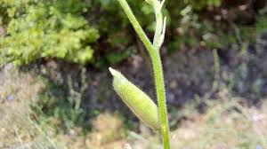 Attēlu rezultāti vaicājumam “Consolida regalis bud”