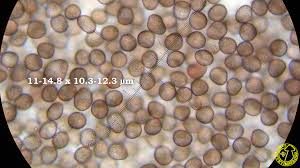 Attēlu rezultāti vaicājumam “Colloderma robustum”
