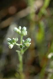 Attēlu rezultāti vaicājumam “Scleranthus perennis flower”