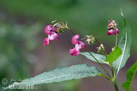 Attēlu rezultāti vaicājumam “Impatiens glandulifera”