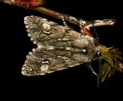 Attēlu rezultāti vaicājumam “Brachionycha nubeculosa”