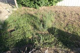 Attēlu rezultāti vaicājumam “Elymus caninus fruit”