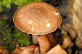 Attēlu rezultāti vaicājumam “Pluteus umbrosus”