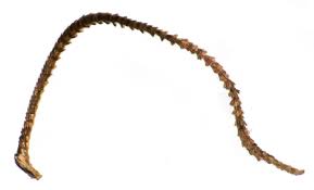 Attēlu rezultāti vaicājumam “Luquetia lobella”