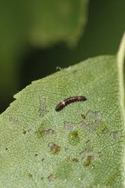 Attēlu rezultāti vaicājumam “Drepana falcataria”