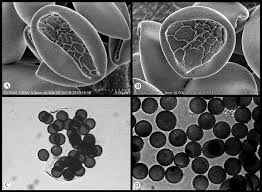 Attēlu rezultāti vaicājumam “Licea minima spores”