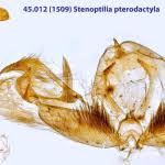 Attēlu rezultāti vaicājumam “Stenoptilia pterodactyla”