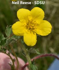 Attēlu rezultāti vaicājumam “Argentina anserina flower”