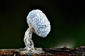 Attēlu rezultāti vaicājumam “Physarum braunianum macro”