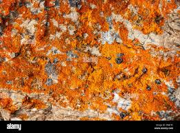 Attēlu rezultāti vaicājumam “Caloplaca saxicola”