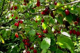 Attēlu rezultāti vaicājumam “Cornus mas fruit”