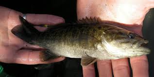 Image result for Micropterus