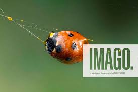 Attēlu rezultāti vaicājumam “Coccinella septempunctata imago”