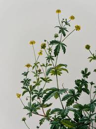 Attēlu rezultāti vaicājumam “Potentilla erecta”